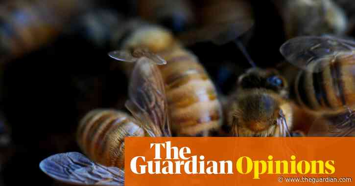 I was terrified of bees – until the day 30,000 of them moved into my house | Pip Harry