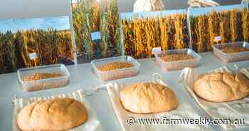 How well would heritage wheat grow under today's farming practices?