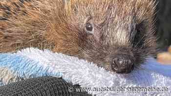 Unterstützung für den Igelhilfeverein
