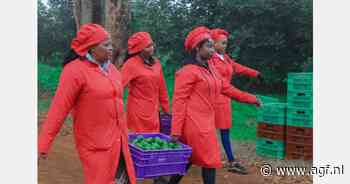 Keniaanse avocado-exporteurs vrezen herhaling van seizoen 2024