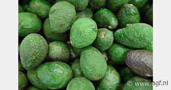 Namibië test export van avocado's uit Zambia via Walvisbaai