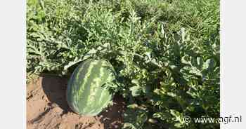 Recordgroei in zicht voor Marokkaanse land- en tuinbouw