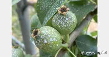 Nieuwe biostimulant beschermt fruitbomen tegen UV-schade