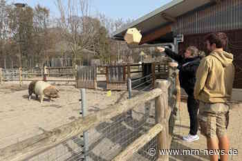 Heidelberg – Wenn Schweine Fußball spielen – Bei den Tieren im Zoo Heidelberg kommt keine Langeweile auf