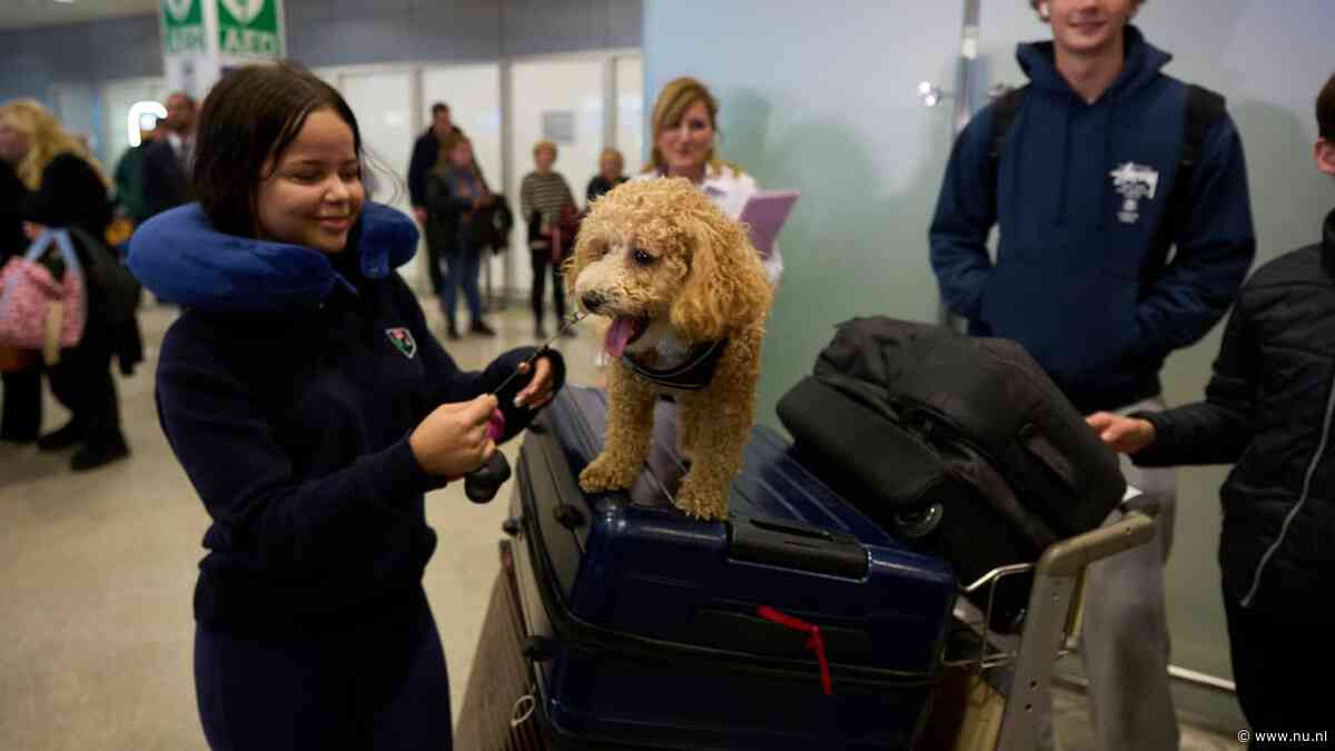Griekenland haalt tientallen huisdieren terug die vastzaten in Abu Dhabi
