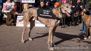 Scotland bans greyhound racing following Wales in historic animal welfare move