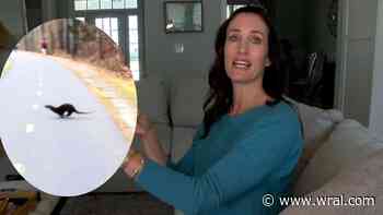 'We thought they were cute:' Woman says otter attacked her in Cary while cheering on marathoners