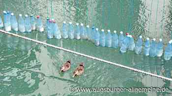 Gefahr im Mühlbach: Jetzt sollen die Enten umgesiedelt werden