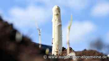 Zum Start der Spargelsaison: Wie viel wird bayerischer Spargel kosten?