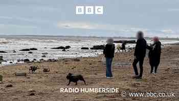 Beachgoers told to give resting seals space