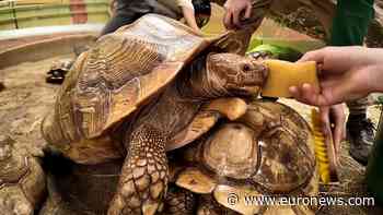 Hungary: Wellness day for endangered tortoises at Nyíregyháza Zoo