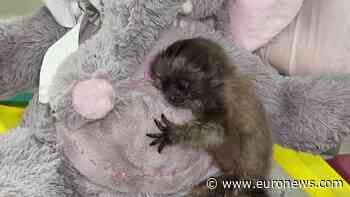 Colombia: Baby grey titi monkey gets cuddly ‘mum’ ahead of return to wild