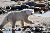 If the Menu Is Just Right, Seals Will Risk Danger From Polar Bears for a Better Meal