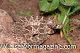 Baby Rattlesnakes Aren&rsquo;t More Dangerous Than Adults &mdash; So Why Did This Myth Spread?