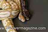 Pythons&rsquo; Unique Eating Habits May Inspire the Next Generation of Weight Loss Drugs