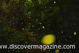Male Fireflies Flash as One Every May in Congaree National Park, Inspiring Future Robotics