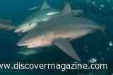 Like Humans, Bull Sharks Have Complex Social Circles That Include Forming Friendships and Avoiding Rivals