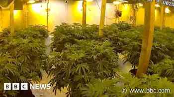Watch: Police find more than 1,100 cannabis plants in barn