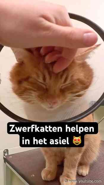 Zwerfkatten helpen in het asiel 🐱