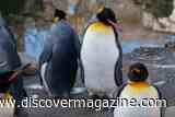 Like Modern Humans, Penguins in Captivity Are Living Longer &mdash; but Show Signs of Aging Faster