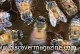 Honey Bees' Waggle Dance &mdash; Wiggling and Looping Motions &mdash; Changes With the Crowd