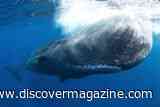 Drone Footage Reveals Sperm Whales Head-Butting &mdash; Echoing Tales That Inspired <em>Moby Dick</em>
