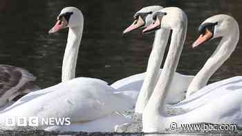 Swans suffering due to 'broken glass' riverbank