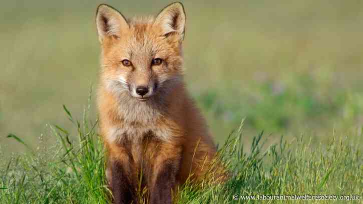 Trail hunting ban a step closer as Labour launches consultation process