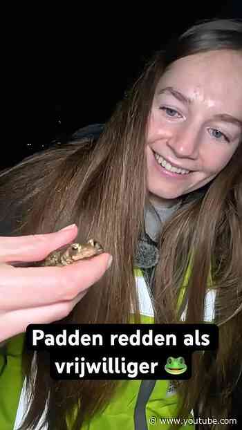 Deze padden hadden het anders niet overleefd 🐸 #padden #vrijwilligerswerk #paddentrek