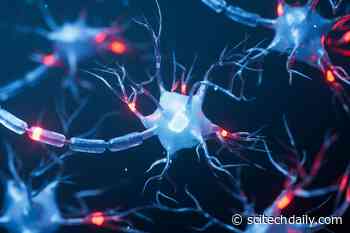 Mountain Mutation Could Unlock a Natural Treatment for Nerve Damage