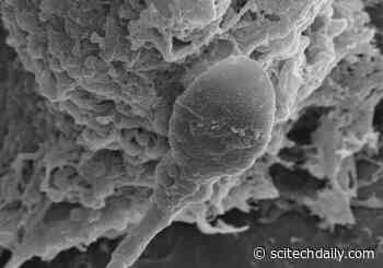 Sperm Get Lost in Space and Scientists Finally Know Why