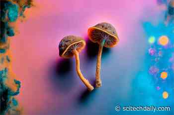 Scientists Discover New “Magic Mushroom” Species That Rewrites Evolutionary History