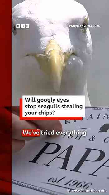 Will googly eyes stop seagulls stealing your chips? #BBCNews