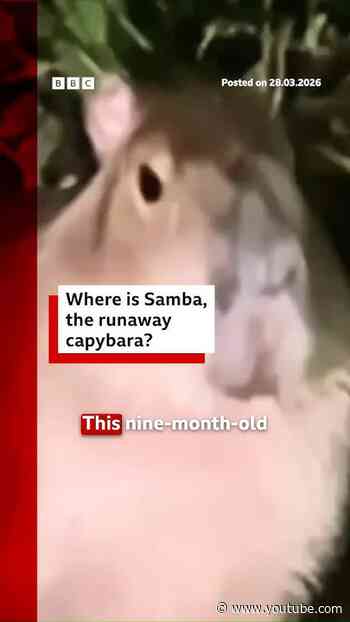 Where is Samba, the runaway capybara? #Capybara #UK #BBCNews