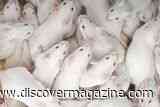 Over 20 Years, One Mouse Was Cloned for 58 Generations &mdash; Until the Line Collapsed