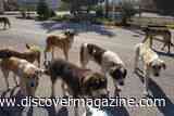 Dogs Have an Incredible Ability to Find Their Way Home &mdash; but the Recent Seven Lost Dog Story Was a Bit Exaggerated