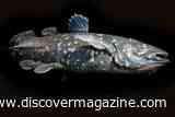 240-Million-Year-Old Coelacanth May Have Used Lungs to Hear Underwater