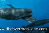 A Sperm Whale Is Born &mdash; Rare Footage Reveals Social Care During the "Most Vulnerable Moments of Life"