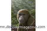 18-Million-Year-Old Ape Fossil From Egypt Suggests Modern Apes Originated Outside East Africa