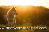 Ancient DNA Reveals Europe&rsquo;s First Dogs Came From Eastern Wolves &mdash; Not Local Ones