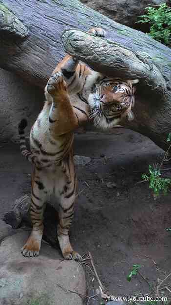 Tiger Time 🐅