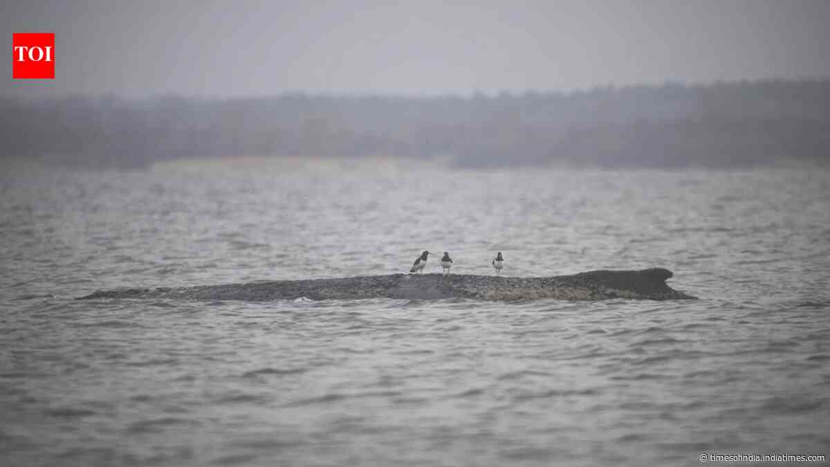 Whale done! Baltic stray makes a splashing escape, swims free again