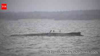Whale done! Baltic stray makes a splashing escape, swims free again