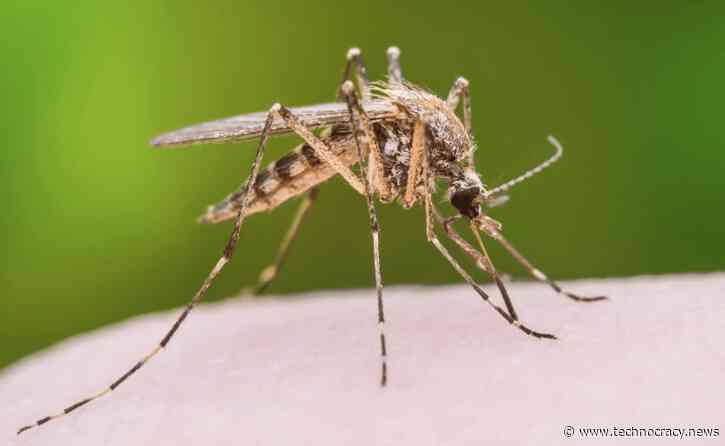 Chinese Scientists Turn Mosquitoes ‘Into A Vaccination Tool’ For Bats