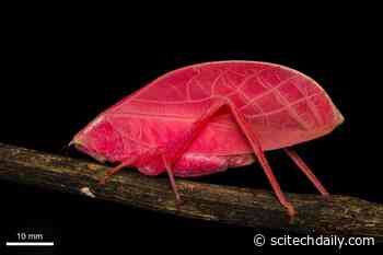 This Bizarre Insect Turns Pink to Green in Just 11 Days