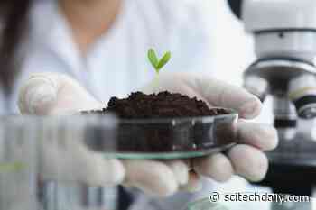 Scientists Discover Plants Can “Count” – and May Be Smarter Than We Thought
