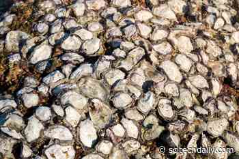 After Centuries of Destruction, Scientists Have Figured Out How To Best Restore Oyster Reefs