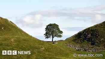 Sycamore Gap artwork winner announced