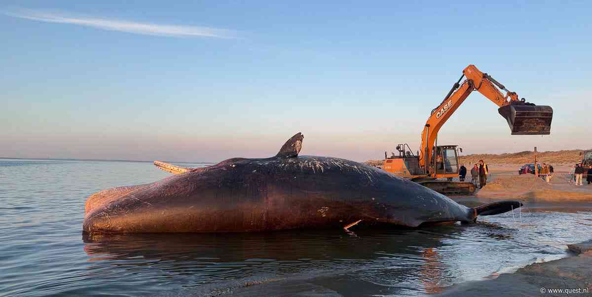 Als een walvis aanspoelt, wat doen we dan met het kadaver? Quest liep mee met de experts.