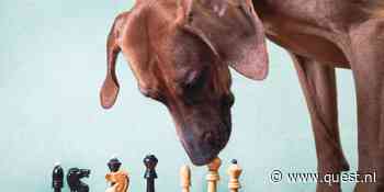 Hoe slim is jouw hond of kat? 5 manieren om de intelligentie van je huisdier te testen